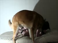 Carodenius - Man tied down and pounded by a dog